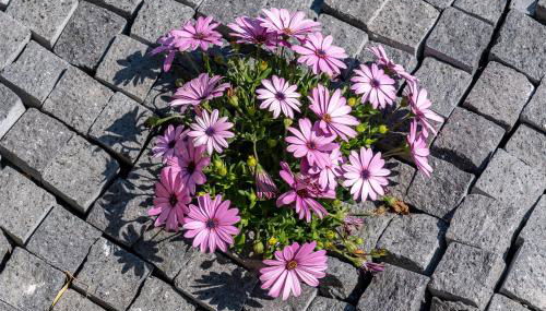 JoRi Vista Amalfi - Foto 5, Garden view
