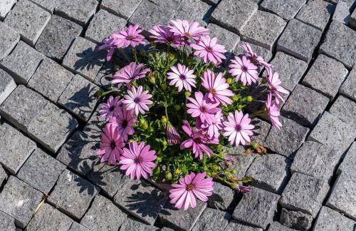 JoRi Vista Amalfi - Foto 5