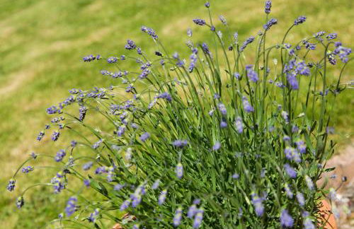 The Nook Cottage - Foto 42