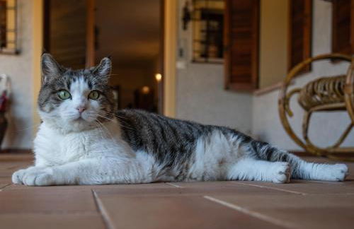 Agriturismo Casa del Massaro - Foto 17