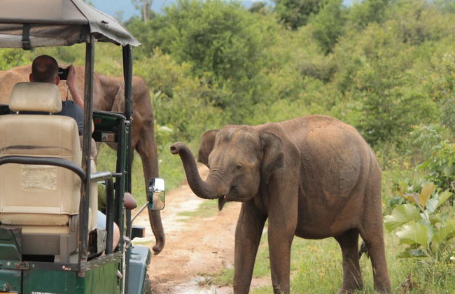 Parc National d'Udawalawe - Photo 1