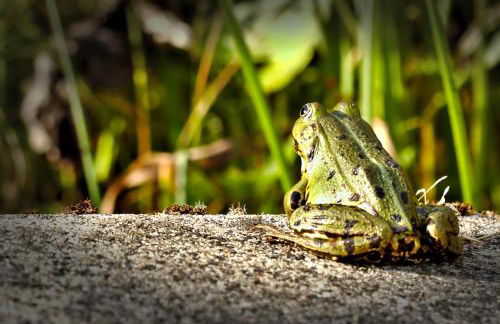 Froschkönig mit Teichblick - Photo 38