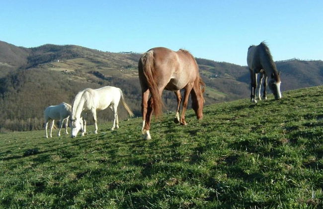 Holiday Home Monte Santa Maria Pool Retreat - Foto 24