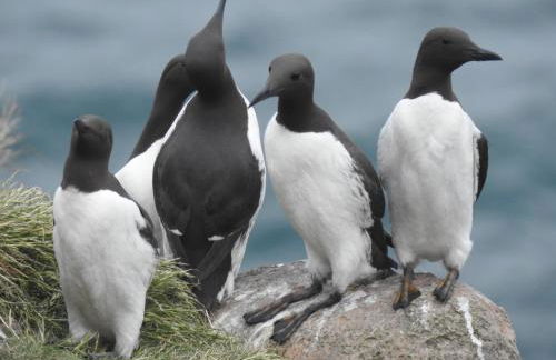 Dunnottar Cottage - Foto 67