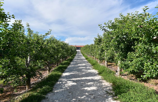 Feel Discovery Maçã Douro - Foto 10