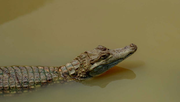 3 or 4-Day Yanamono Forest Tour - Photo 3, An alligator in the river