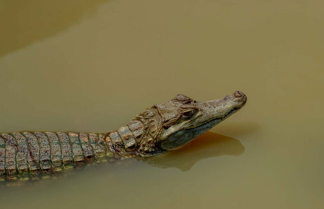 3 or 4-Day Yanamono Forest Tour - Photo 3