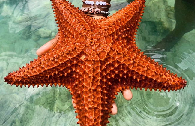 Santosha Whitehouse JM - 10 Bedroom Villa w Private Beach - Photo 42