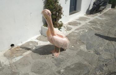 Octopus Blue - Photo 23