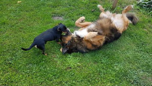 Ferienwohnung Schulz - Foto 4