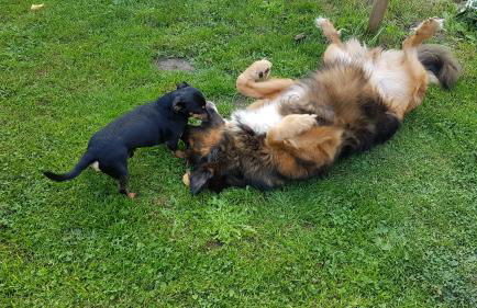 Ferienwohnung Schulz - Photo 4