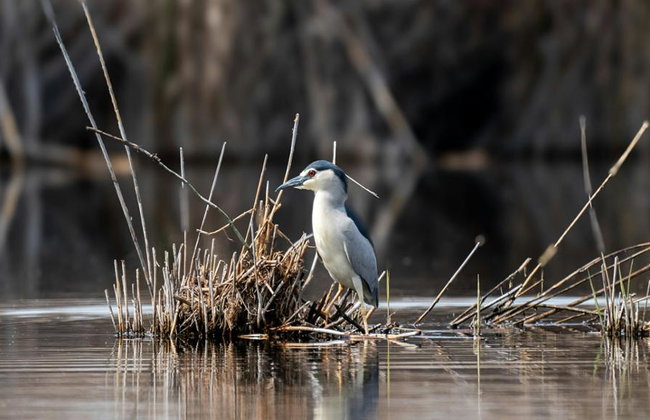 Shirvan National Park: Gazelle Safari and Birdwatching - Full-Day Tour with Optional Village Lunch - Foto 7