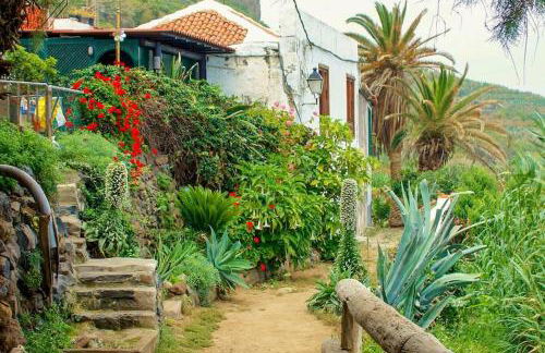 Musa Paradisiaca - Foto 46