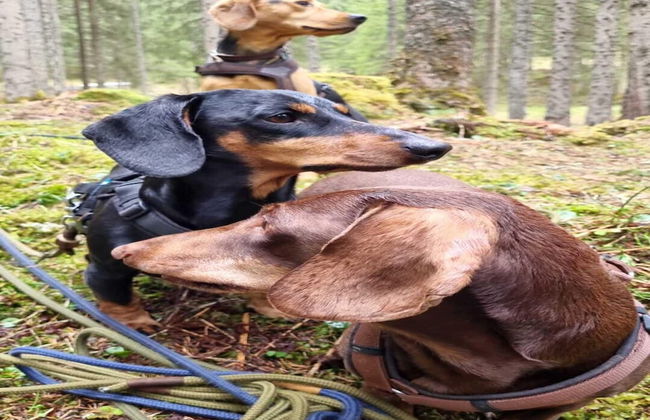 Vacation Home in Flachau - Foto 37