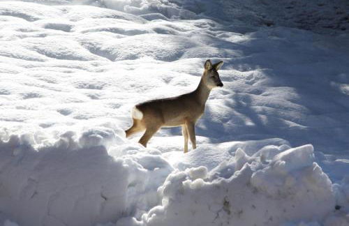 la fusinela - Foto 16