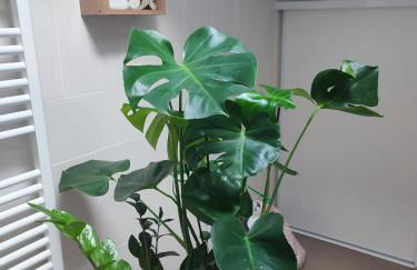 Location de charme T3 au 2e étage et dernier étage - Foto 30