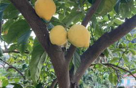 Studio Villa la Cigale avec grande Terrasse - Foto 24