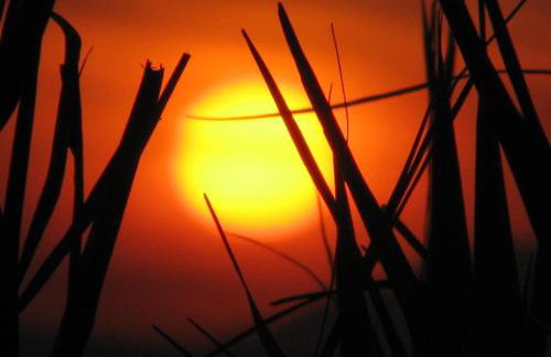 Hydra Erato - Foto 42