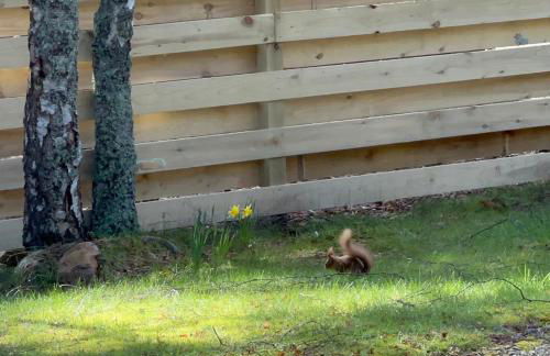 Ballater Bungalow - 4 bed - Beautiful Garden - Foto 21