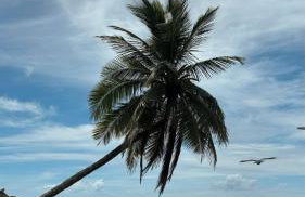 Aconchego Praia da Concha, Ilhéus - BA - Photo 27