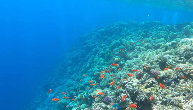 Contemplating the marine fauna