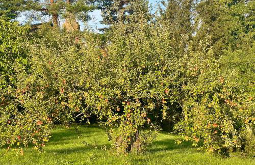 Apple Tree House - Foto 47