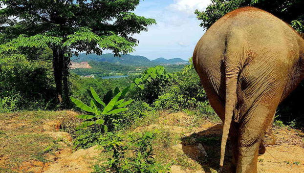 Jungle Elephant Sanctuary