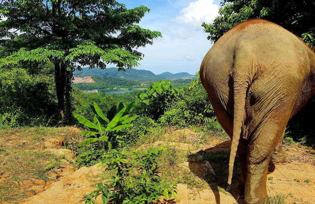 Excursión al Jungle Elephant Sanctuary - Foto 1