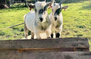 The Panthouse Lodge - Foto 12