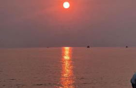 Corallo Neroo - Foto 2