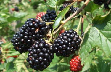 Agriturismo Cascina Rossano - Foto 72