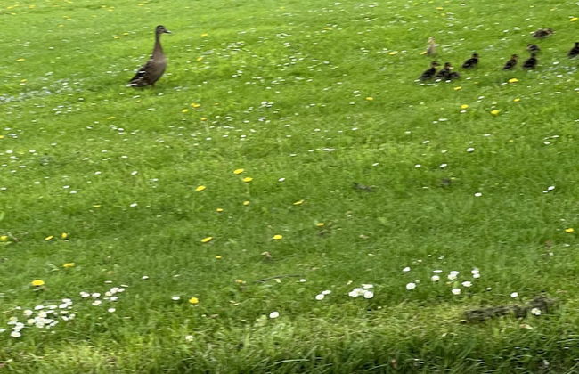 Beautiful 2-bed Cottage in Grewelthorpe , Masham - Foto 16