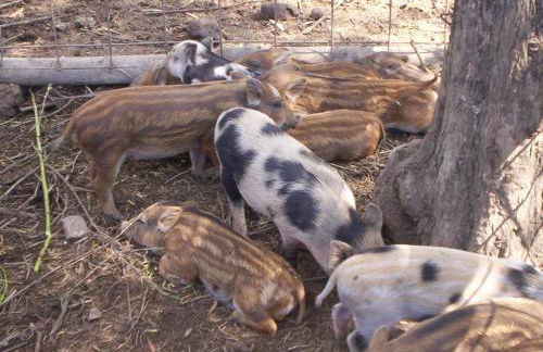 Agriturismo La Chiana - Foto 60