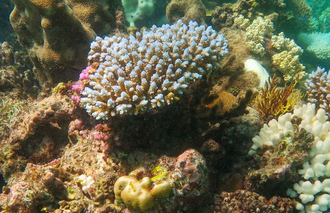 Introduction to Diving in the Great Barrier Reef - Photo 1