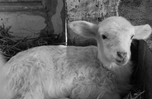 Ciuchi House - Foto 11