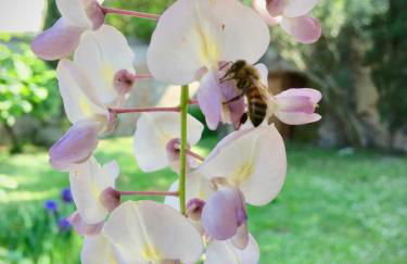 Agriturismo Borgo Buzzaccarini Rocca di Castello - Foto 21