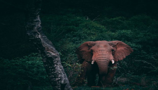 Santuario degli Elefanti Ethic - Tour di mezza giornata - Foto 2