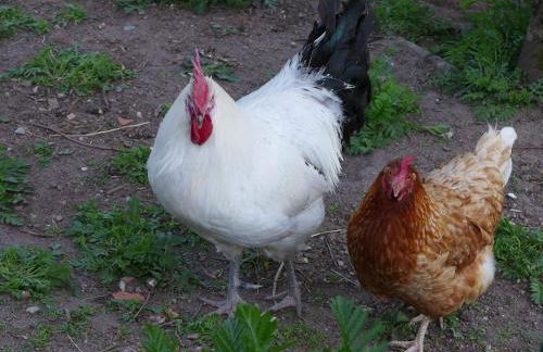 Kienbronnerhof - Foto 7