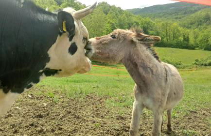 CAMPO AL VENTO - Country farm - Foto 36