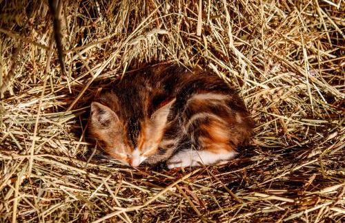 Rügen-Ferienhof - Foto 11