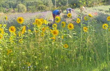 Azienda Agricola Il Querceto - Foto 6