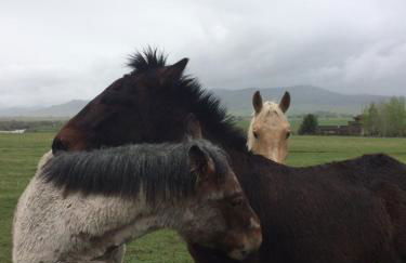 Pine Creek Cabin Livingston Montana - Foto 56