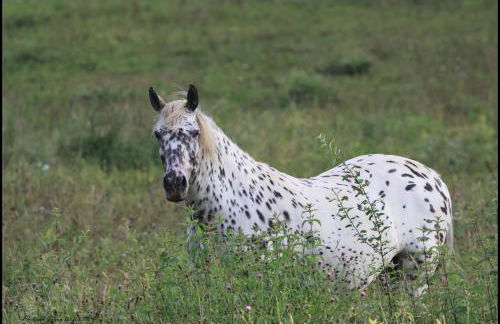 Evadez-vous à la ferme ! - Foto 29