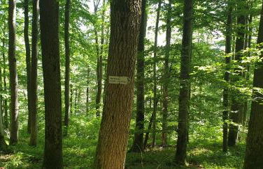 Studio Kaline - Foto 36