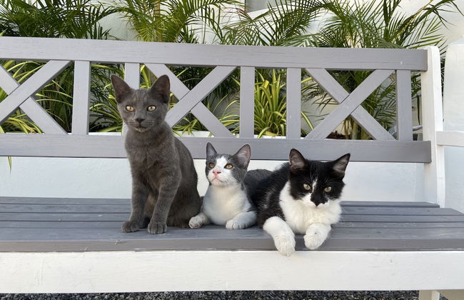 Movida Inn Aruba - Foto 39