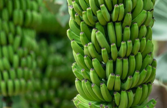 Banana World Guided Tour - Foto 8