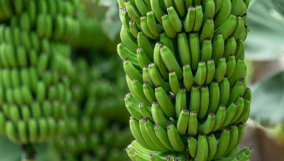 Visita guiada pelo Mundo da Banana