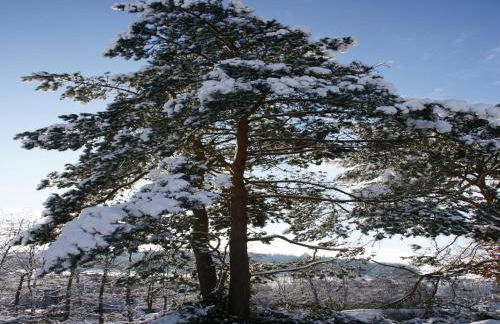 Ruckzugsort in Mossautal-huttenthal - Foto 80