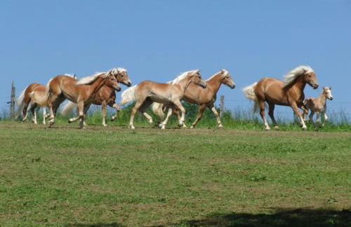 Hochgallinger Hof - Der Reiterhof für Groß und Klein - Foto 29