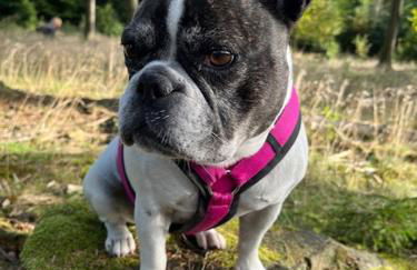 Gemütliches Eifeler Gästehäuschen - Photo 36